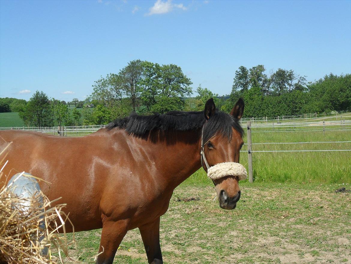 Anden særlig race Rosa - fold:-) billede 16
