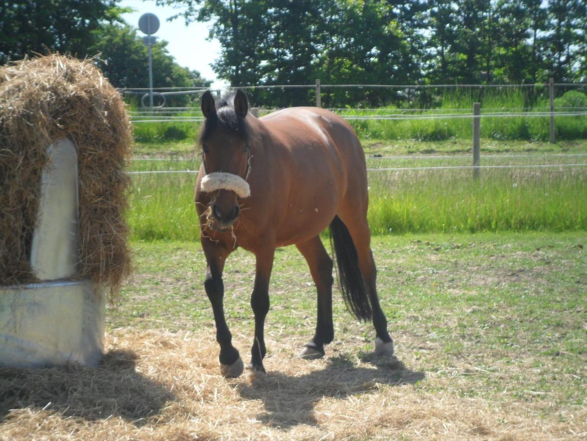 Anden særlig race Rosa - fold:-) billede 17