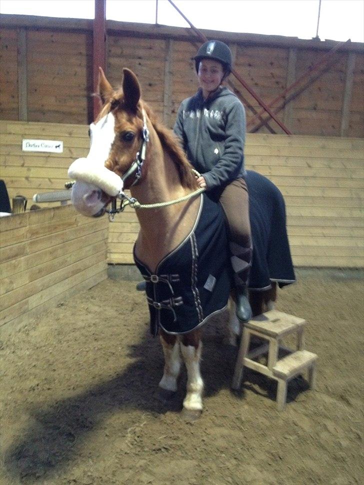 DSP Monty. <3  - Vi skulle lige prøve at ride bidløse. :-*
(Ved godt skammlen, er der, men jeg skulle lige til at hoppe af. ;-) billede 15