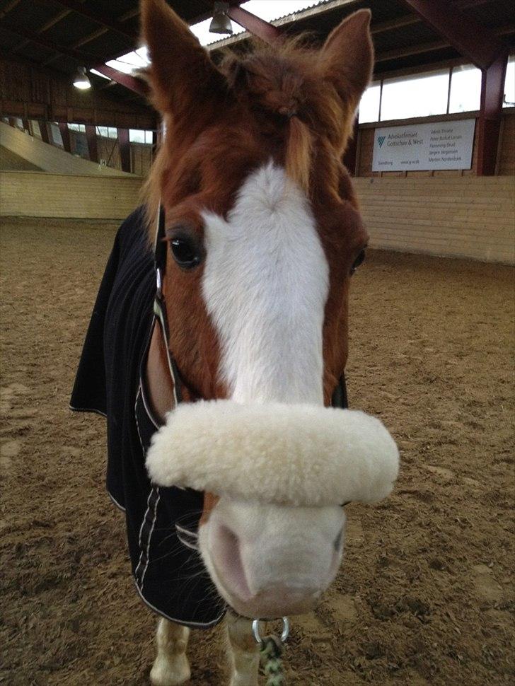 DSP Monty. <3  - Han er sååå sød. :-)<3
Men det var altså ikke hans dag... 
Han ville ikke 'smile' på billederne. :)<3 billede 17