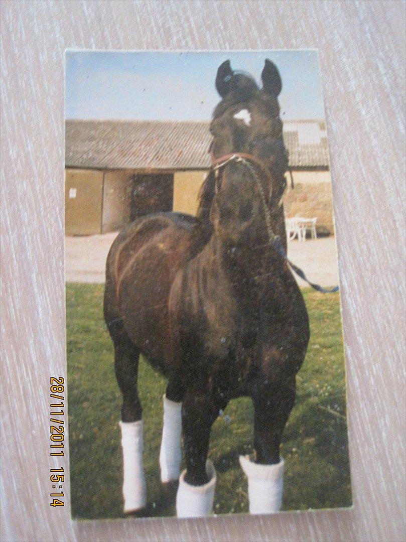 Traver Junior Røg (død) billede 17