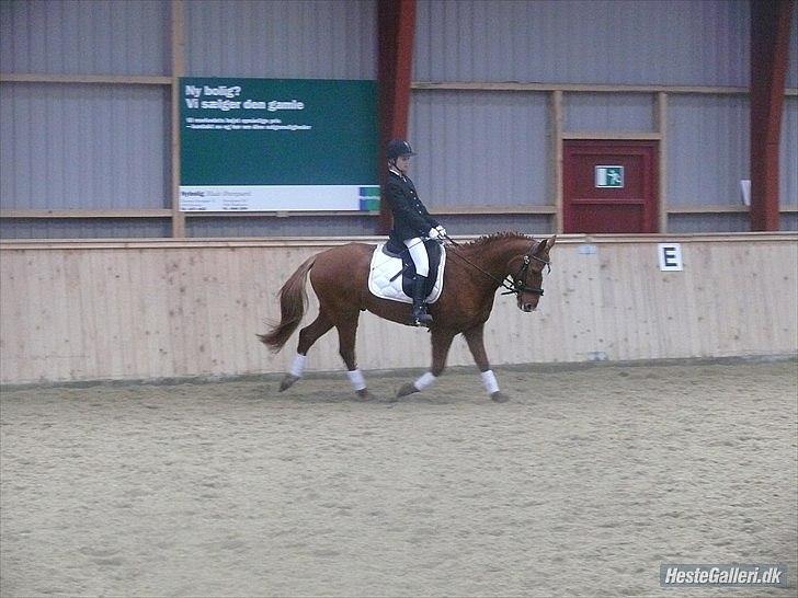 Anden særlig race Ravnsagergaards Torino - Til stævne i HGRK <3
3 plads <3

Foto: Helena med hendes kamera billede 7