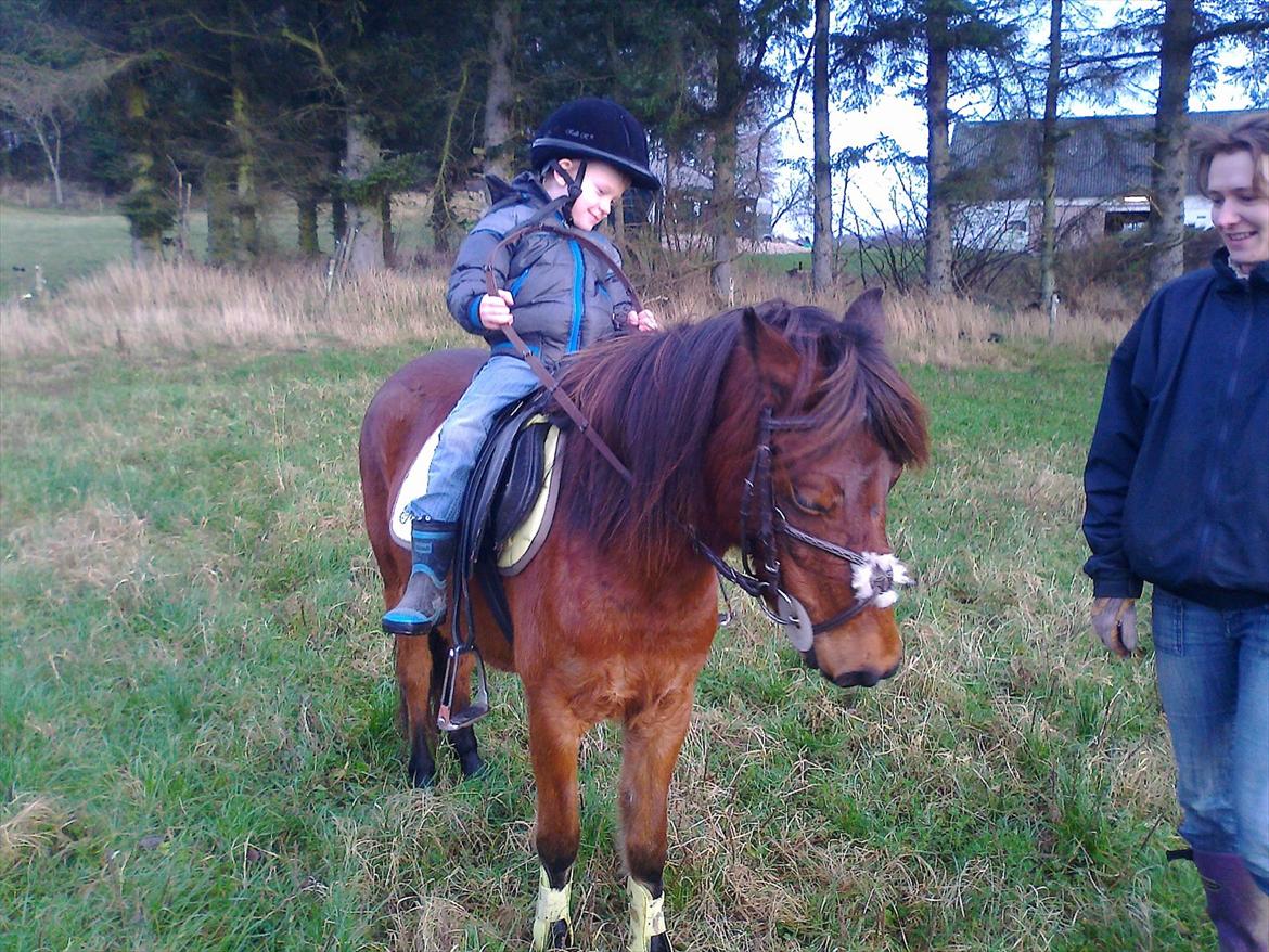 Gotlandsruss hellestruplunds geena billede 3