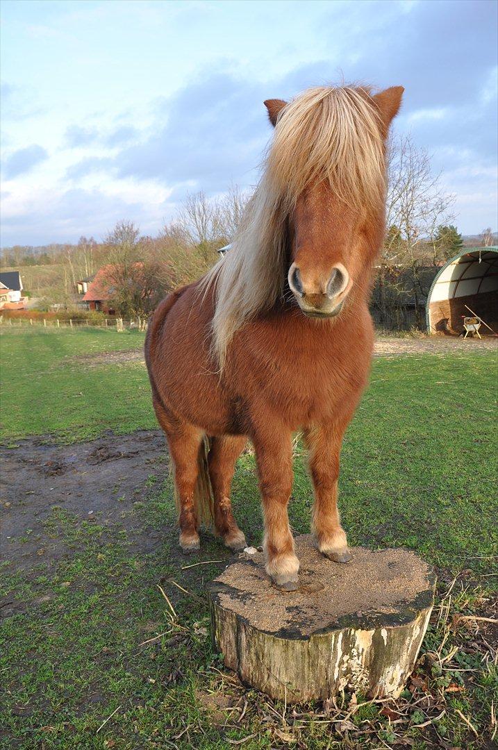 Islænder Saga fra Gl. Rye *Hvil i fred<'3* - 14 # Saga på den elskede stub:')<'3 Foto: AFH 28.11.11 billede 14