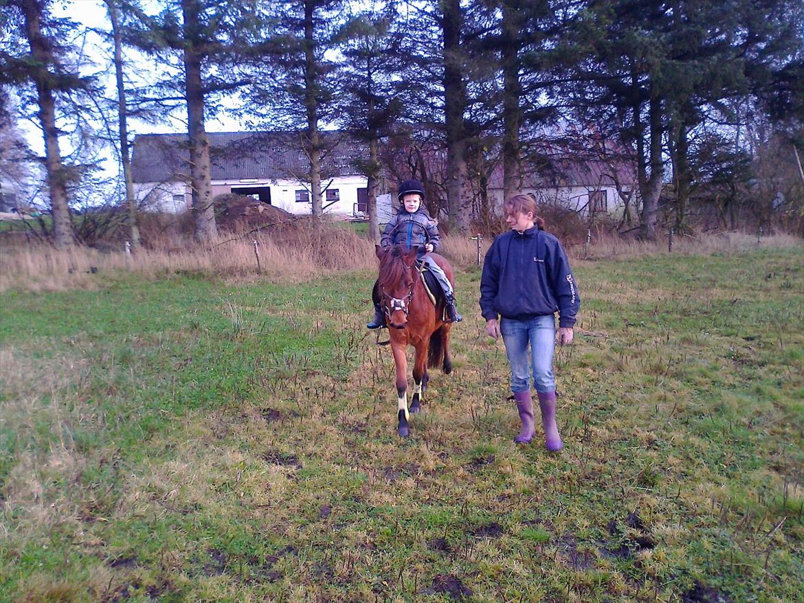 Gotlandsruss hellestruplunds geena billede 7