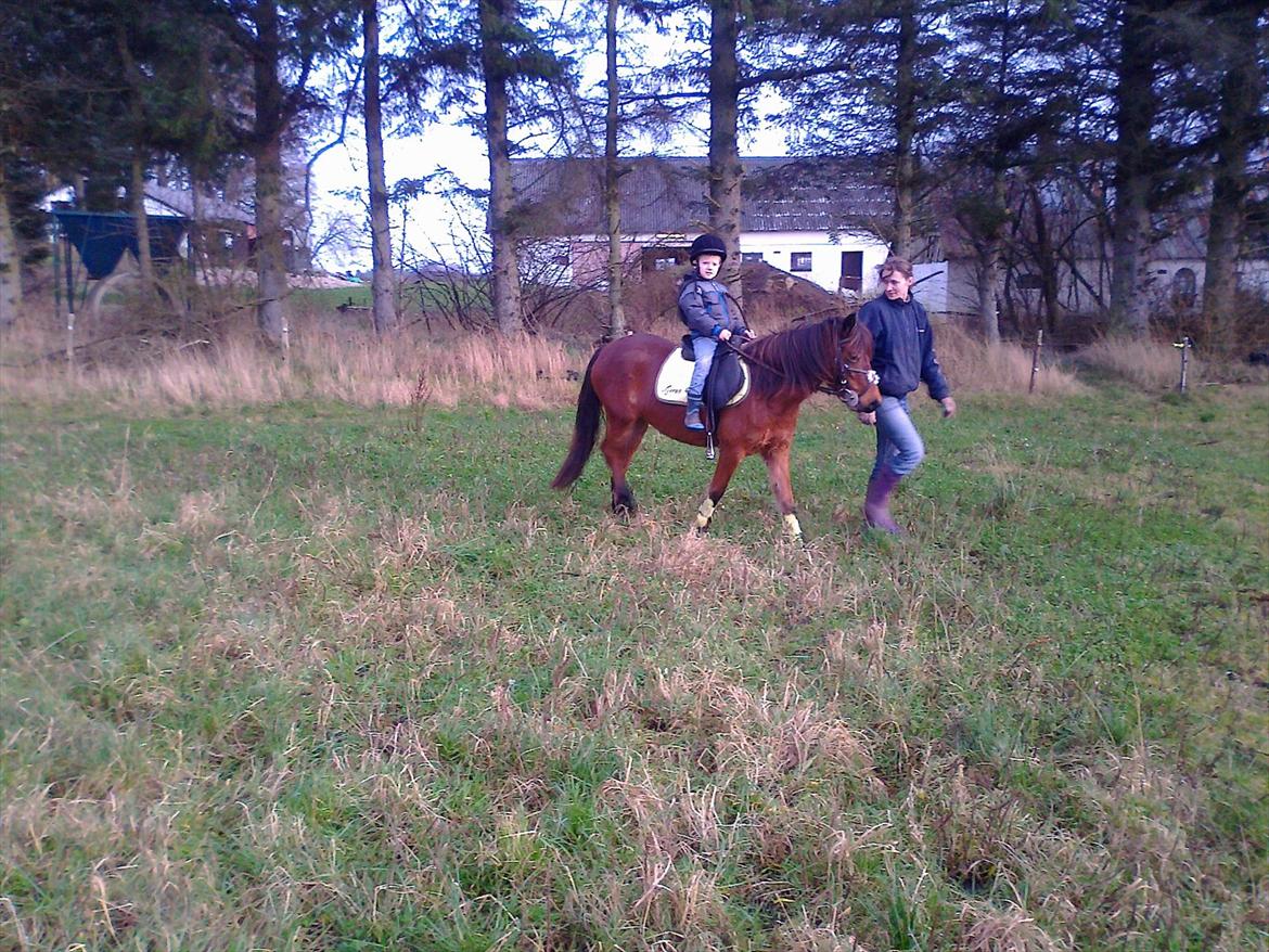 Gotlandsruss hellestruplunds geena billede 8