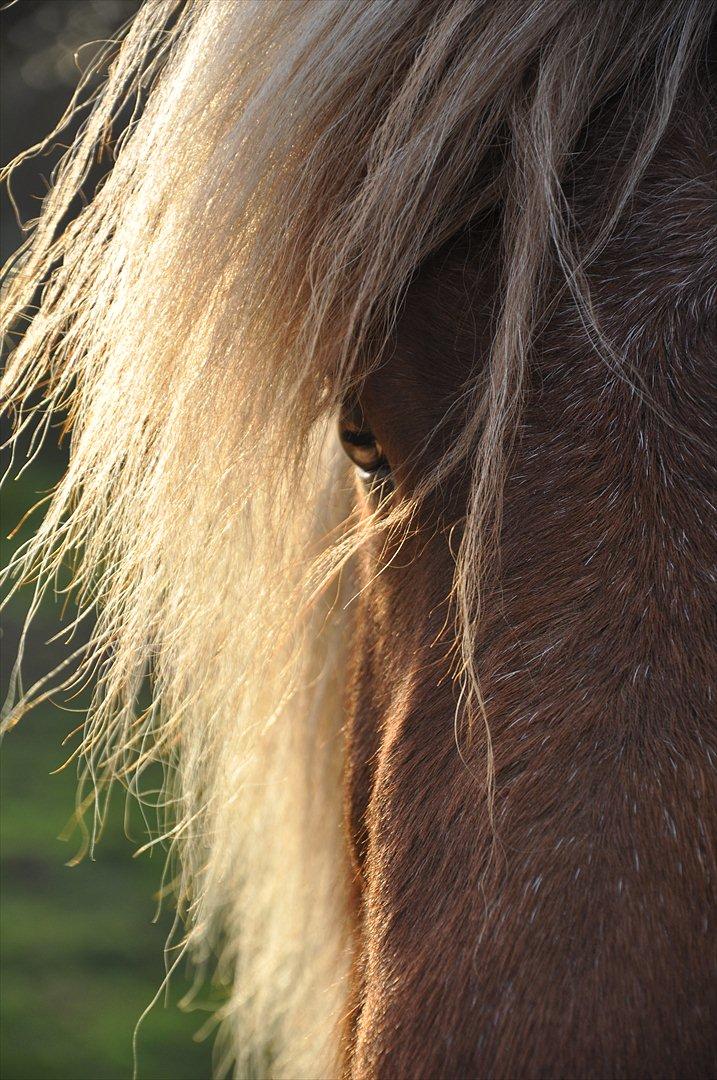 Islænder Saga fra Gl. Rye *Hvil i fred<'3* - 3 # Smukkeste Saga... Jeg håber vi ses igen!<'3 Foto: AFH 28.11.11 billede 3