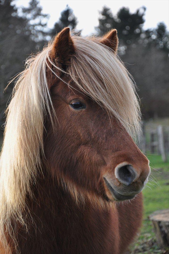 Islænder Saga fra Gl. Rye *Hvil i fred<'3* - 7 # Peter Pan hesten<3 Nu kan du lege frit på Ønskeøen...<'3 Foto: AFH 28.11.11 billede 7