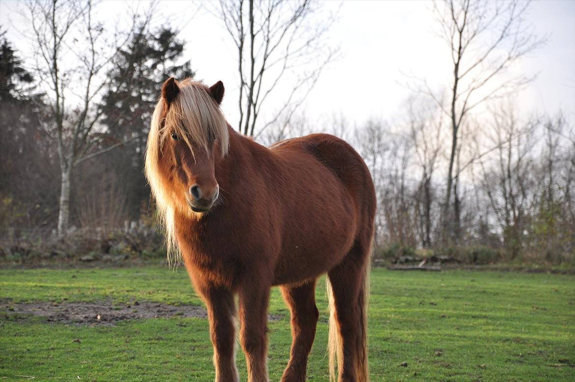 Islænder Saga fra Gl. Rye *Hvil i fred<'3* - 4 # Smuk, smukkere, smukkest!<'3 Foto: AFH 28.11.11 billede 4