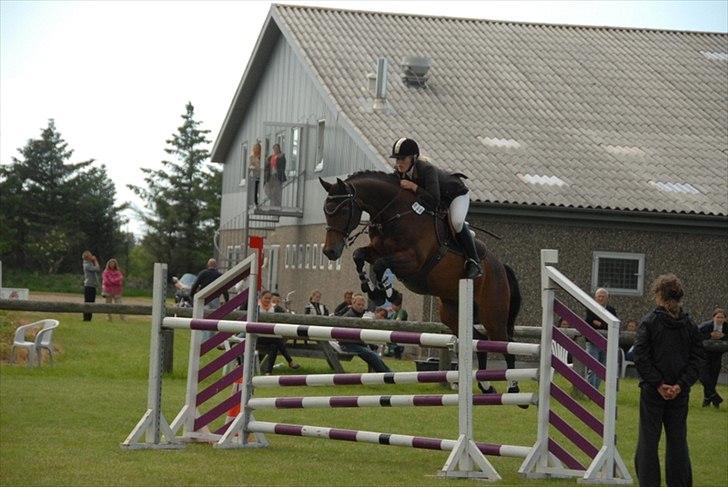 Tysk Oldenburger Leonardo 381 billede 1