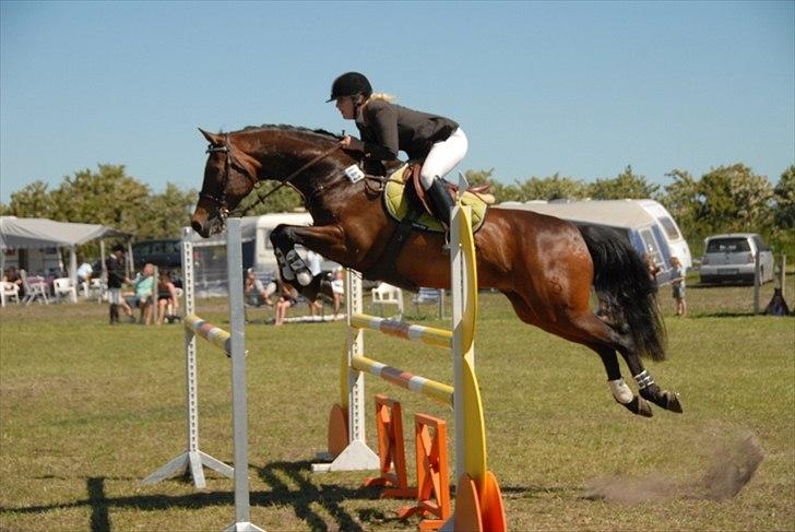 Tysk Oldenburger Leonardo 381 billede 5