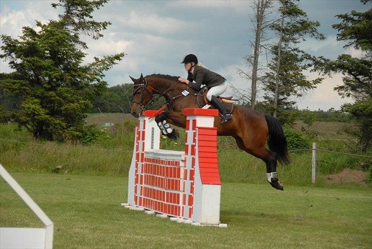 Tysk Oldenburger Leonardo 381 billede 2