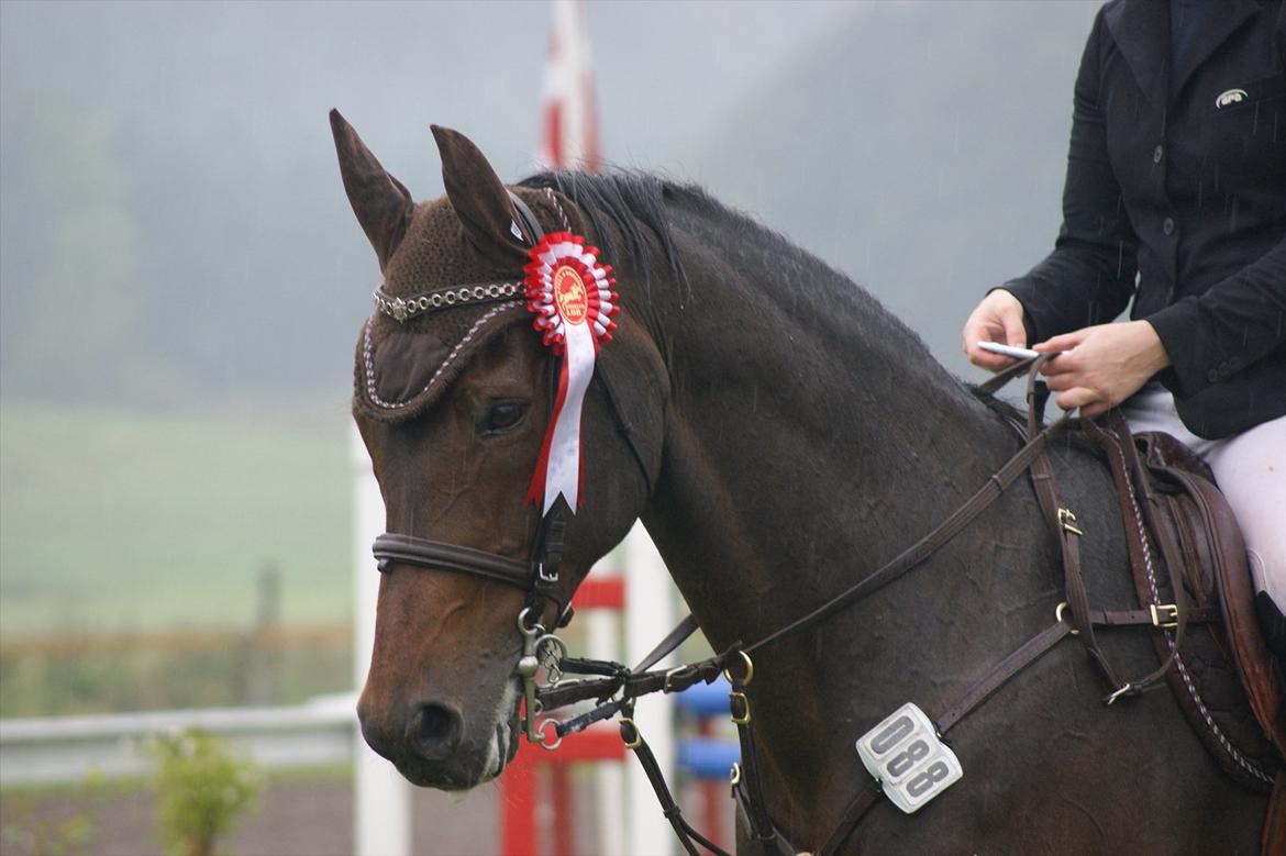 Tysk Oldenburger Leonardo 381 billede 3