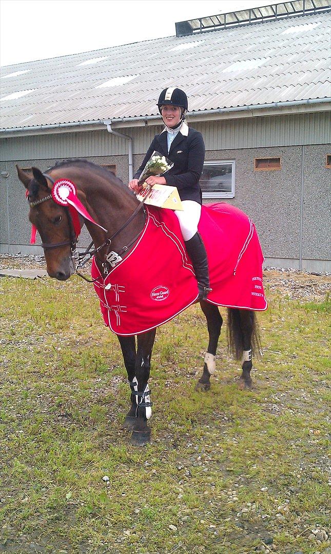 Tysk Oldenburger Leonardo 381 billede 4