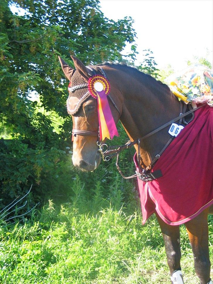 Tysk Oldenburger Leonardo 381 billede 6