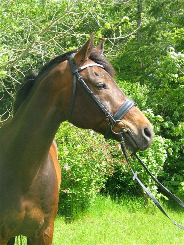 Tysk Oldenburger Leonardo 381 billede 7