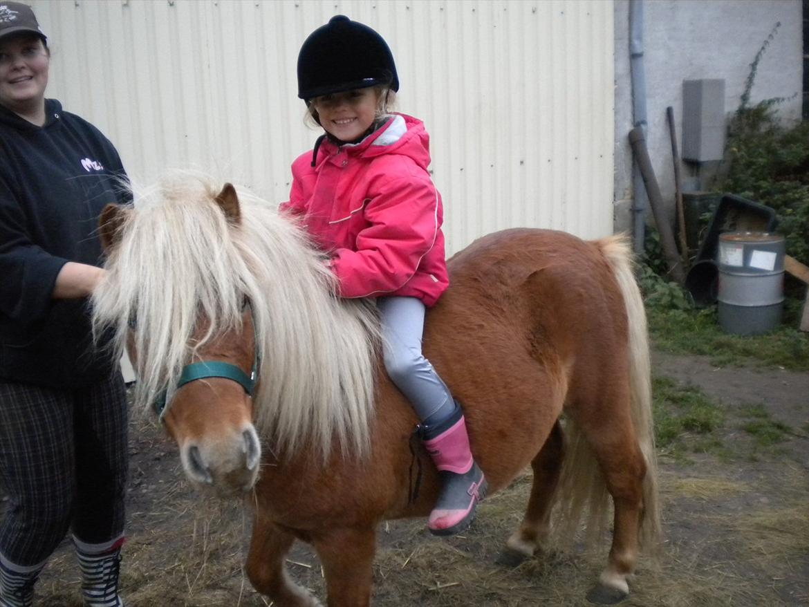 Shetlænder Futte billede 12