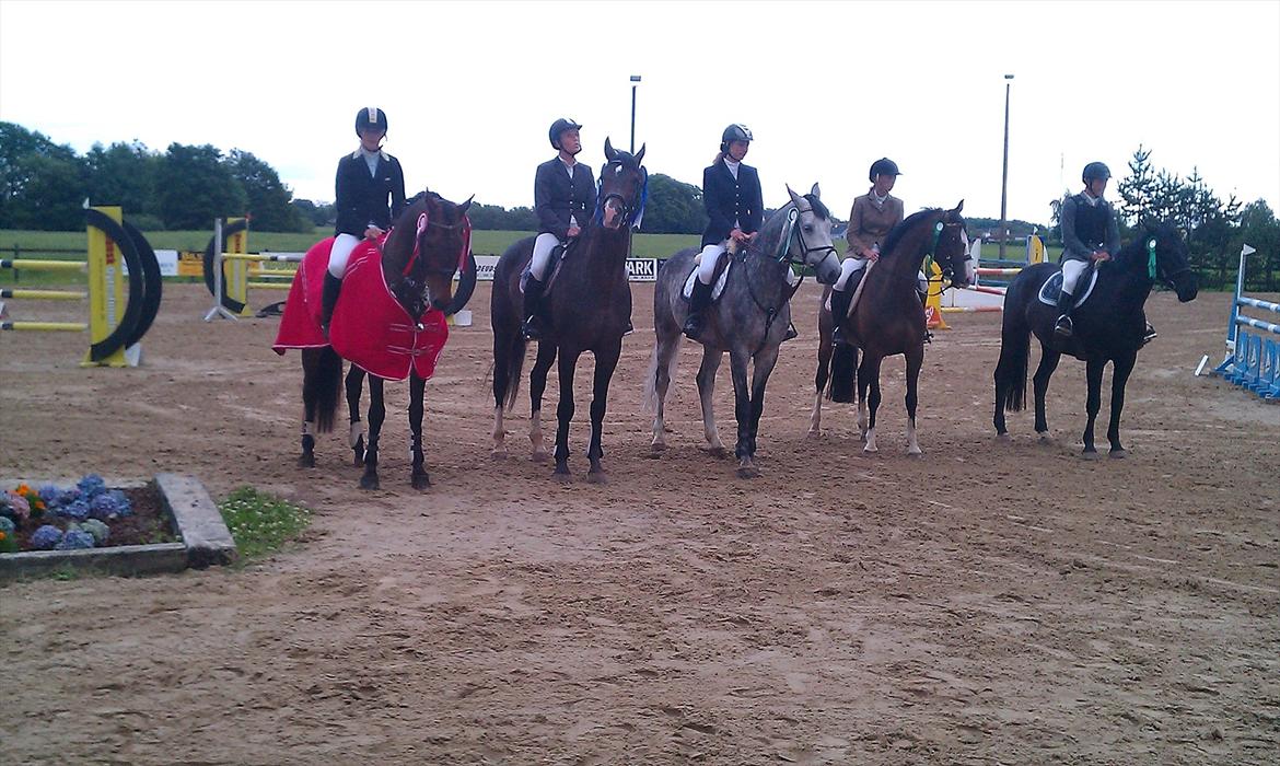 Tysk Oldenburger Leonardo 381 billede 8