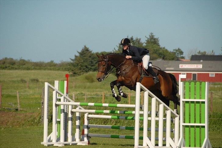 Tysk Oldenburger Leonardo 381 billede 9