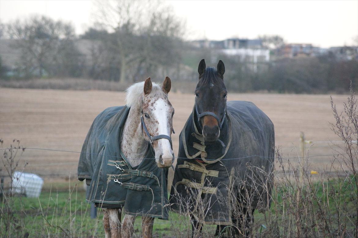 Tysk Oldenburger Leonardo 381 billede 10