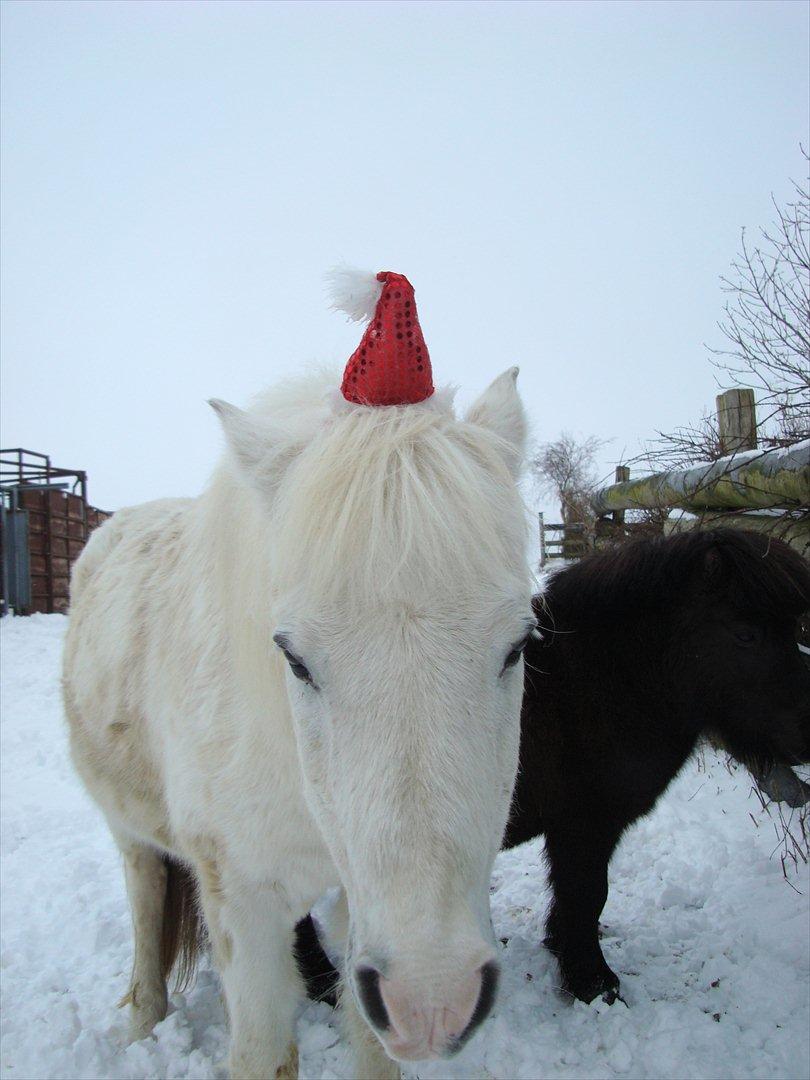 Anden særlig race mickey <3 Himmelhest <3 billede 2