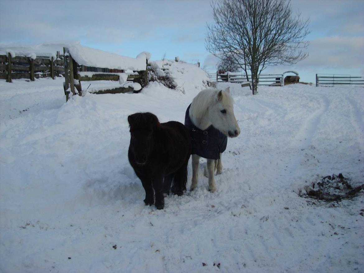 Anden særlig race mickey <3 Himmelhest <3 billede 5