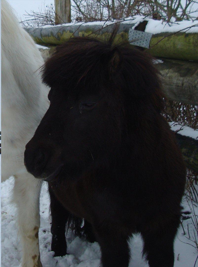 Shetlænder Kaio <3Himmelhest<3 billede 1