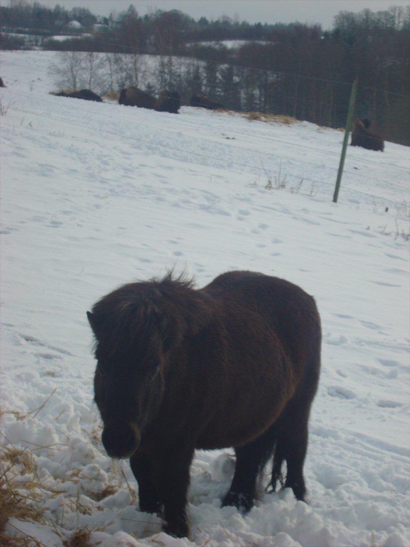 Shetlænder Kaio <3Himmelhest<3 billede 2