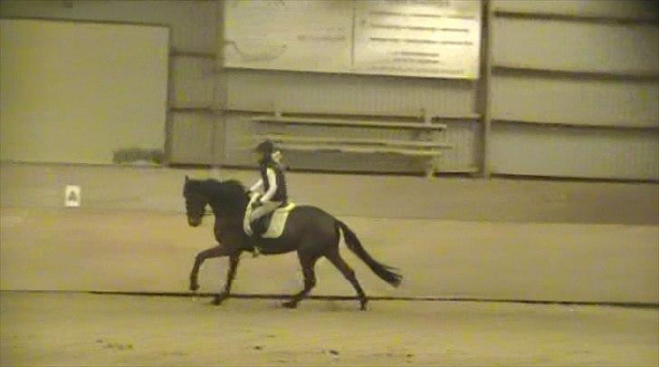 Dansk Varmblod Birkemosegaards Manila billede 16