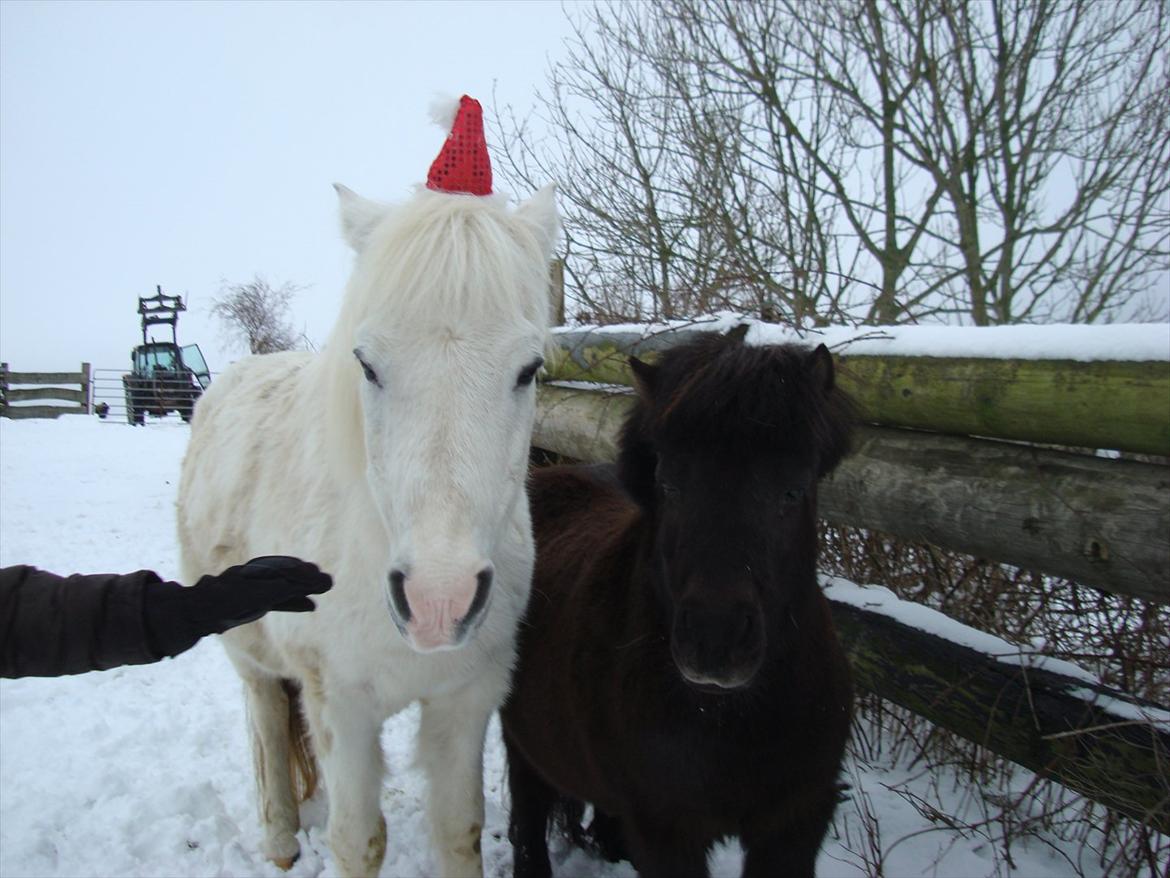 Shetlænder Kaio <3Himmelhest<3 billede 4