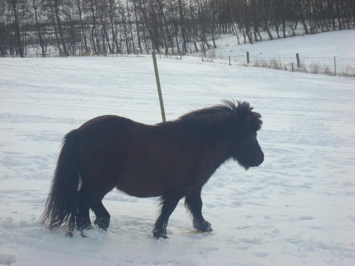 Shetlænder Kaio <3Himmelhest<3 billede 5