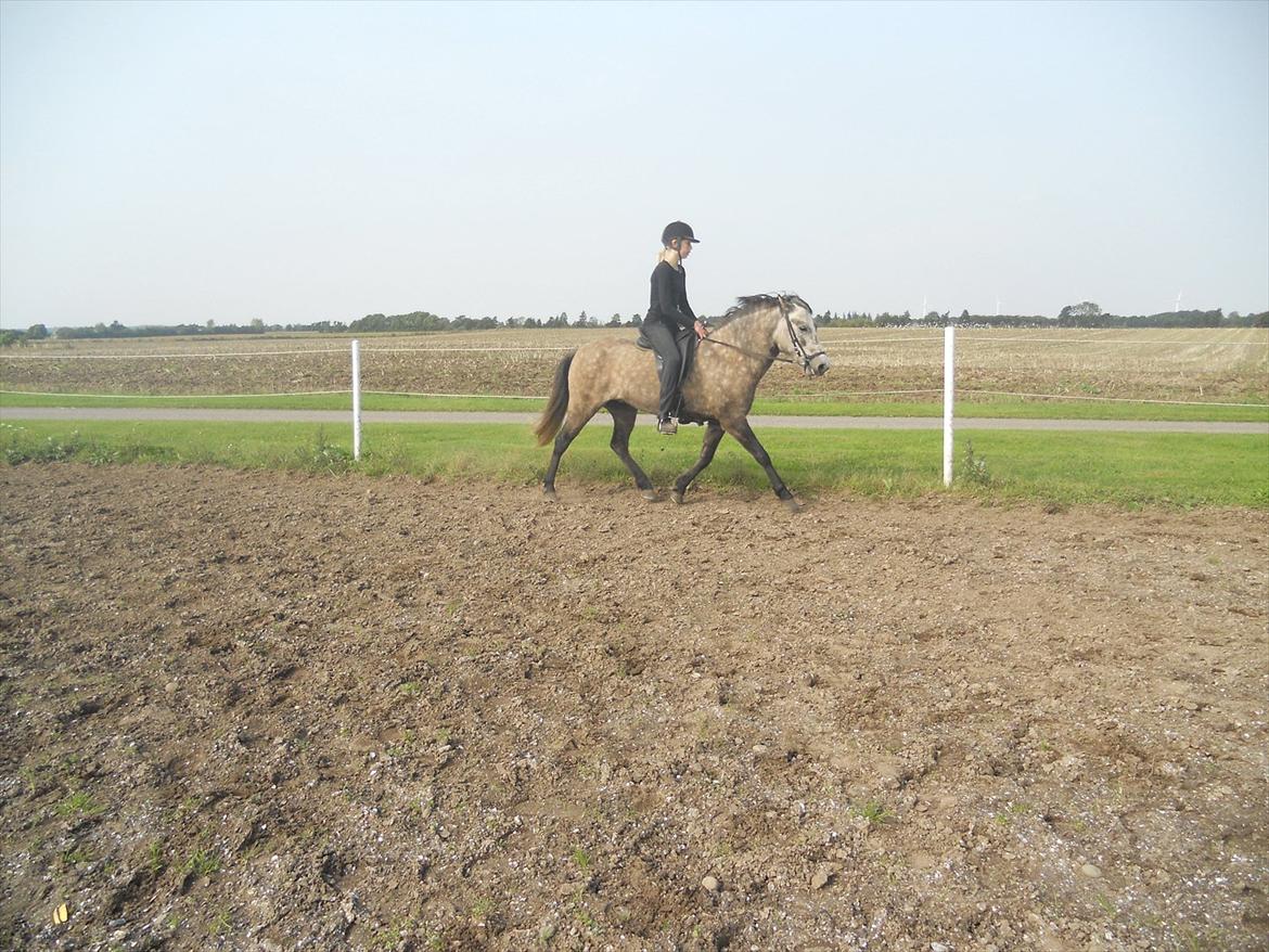Islænder Freyja Fra Stenbjerg  - Mig og Freyja:) billede 1