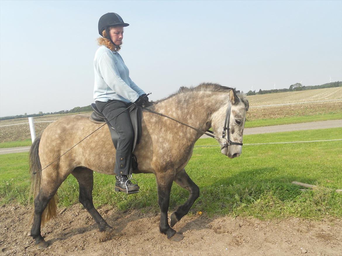Islænder Freyja Fra Stenbjerg  - Mor og Freyja:) billede 2