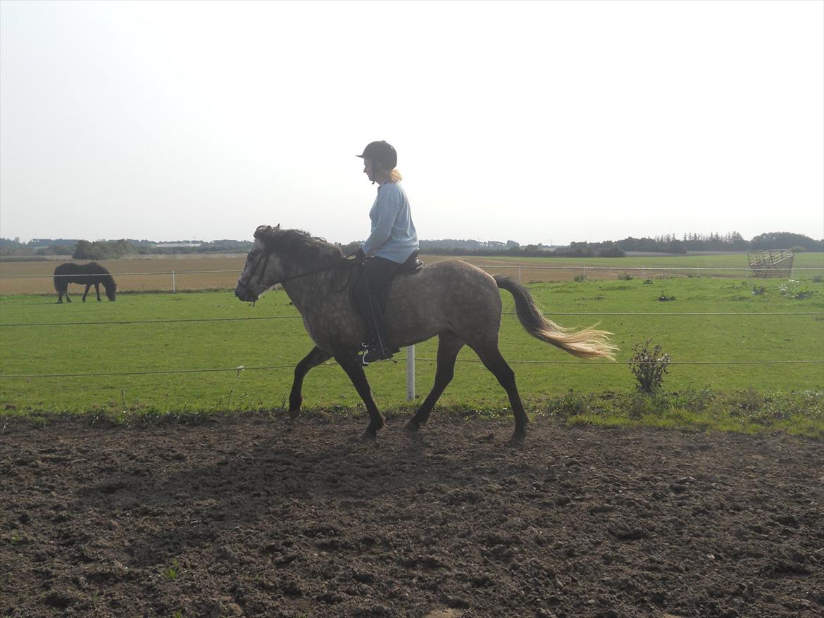 Islænder Freyja Fra Stenbjerg  - Mor og Freyja:) billede 3