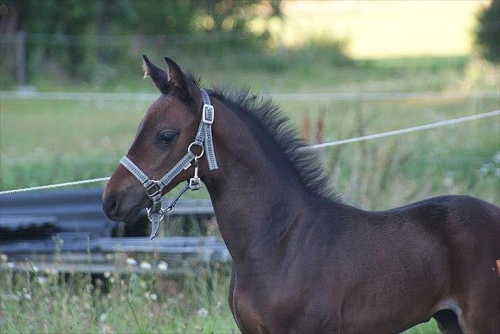 Anden særlig race Skonhøjs Noble Daisy billede 1
