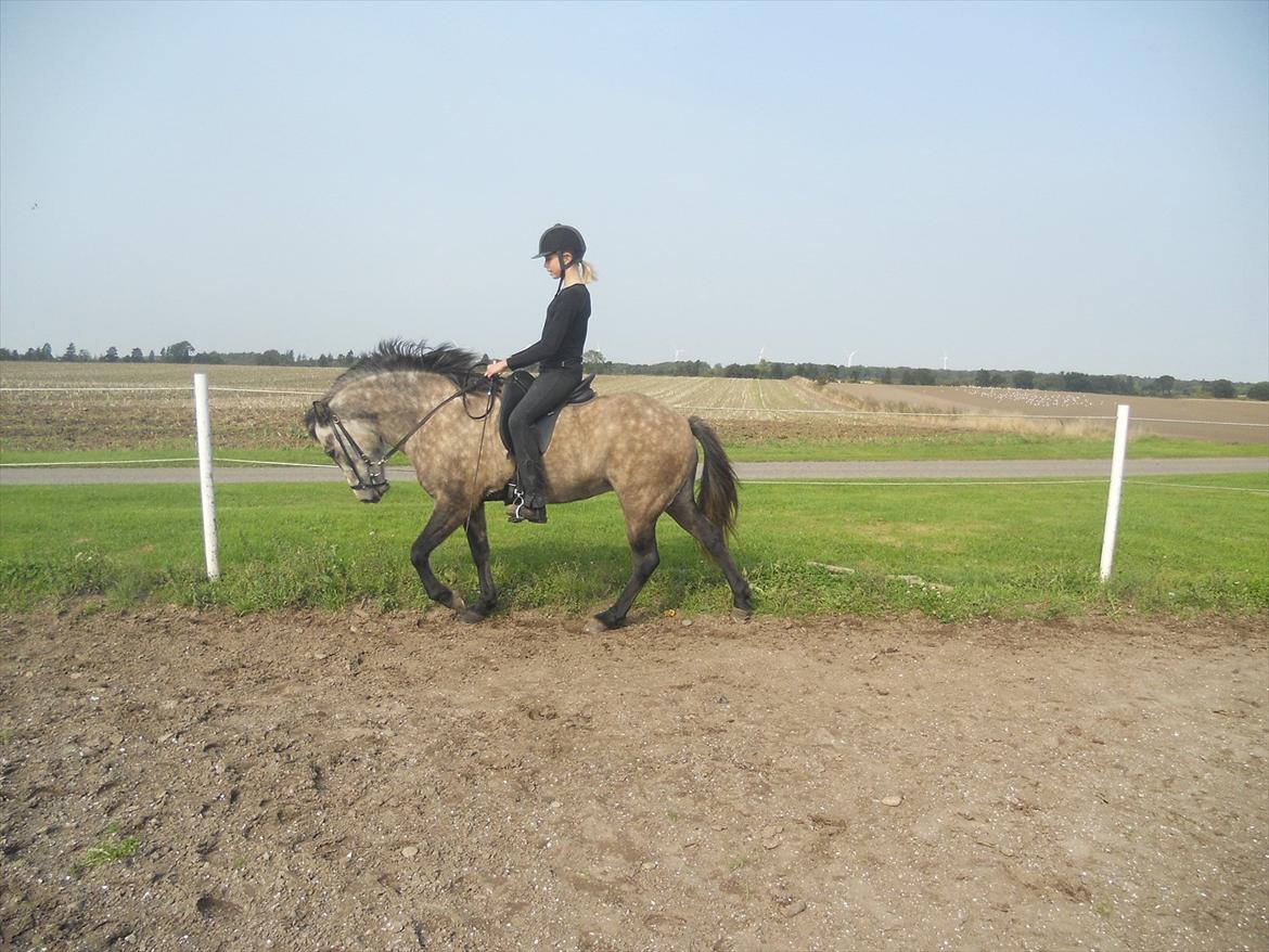 Islænder Freyja Fra Stenbjerg  - Mig og Freyja;) billede 4