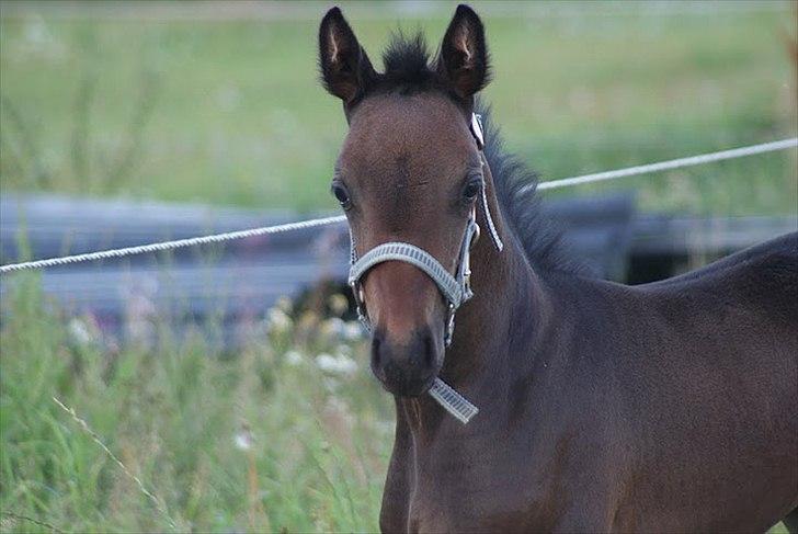 Anden særlig race Skonhøjs Noble Daisy billede 3