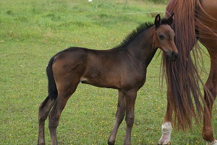 Anden særlig race Skonhøjs Noble Daisy billede 4