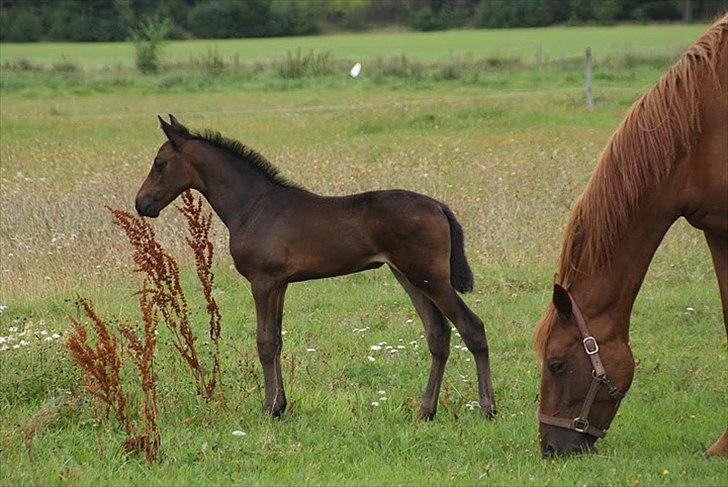 Anden særlig race Skonhøjs Noble Daisy billede 5