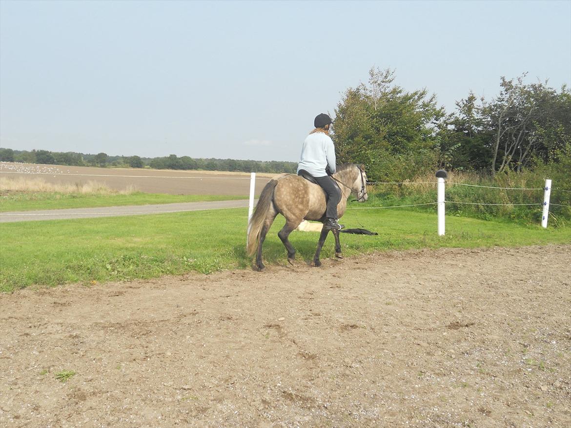 Islænder Freyja Fra Stenbjerg  - Mor og Freyja;) billede 5