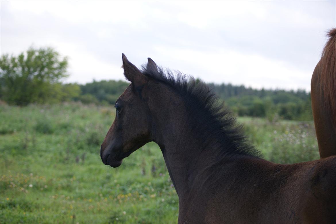 Anden særlig race Skonhøjs Noble Daisy billede 9
