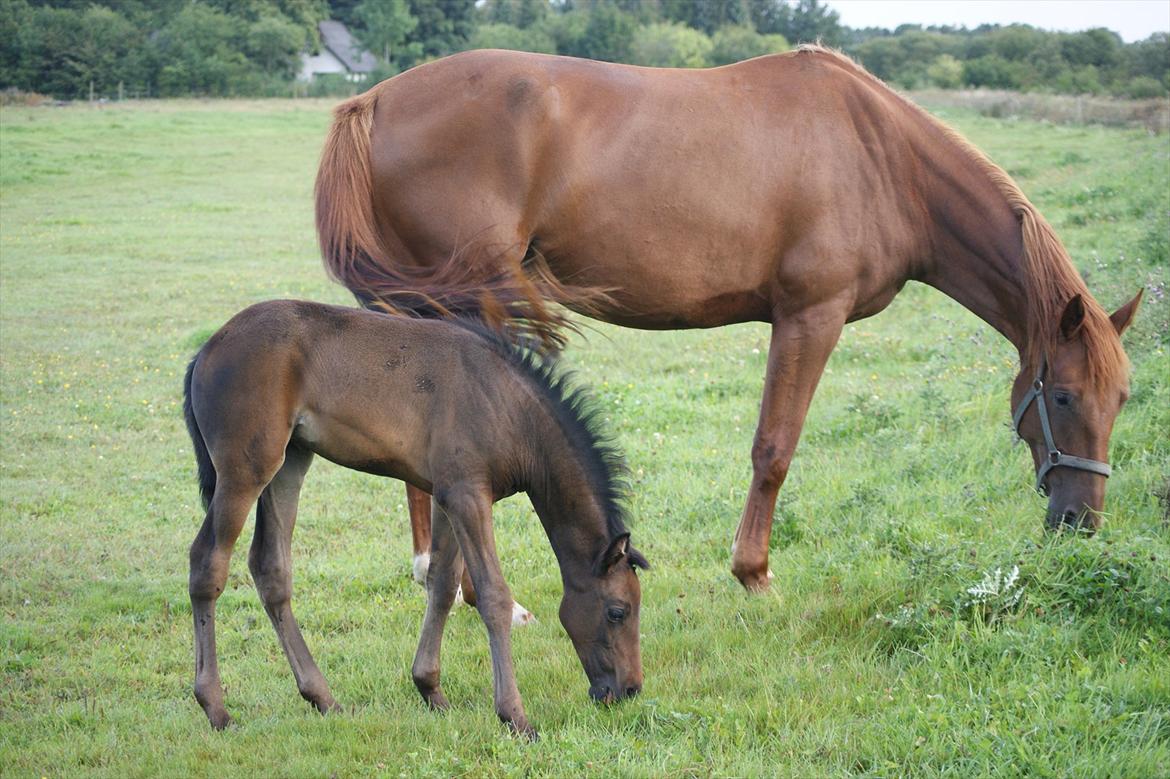 Anden særlig race Skonhøjs Noble Daisy billede 12