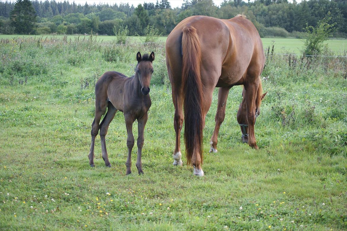 Anden særlig race Skonhøjs Noble Daisy billede 13