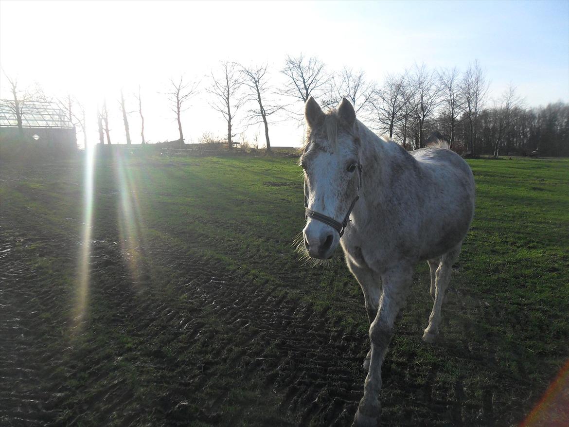 Anden særlig race shik billede 14