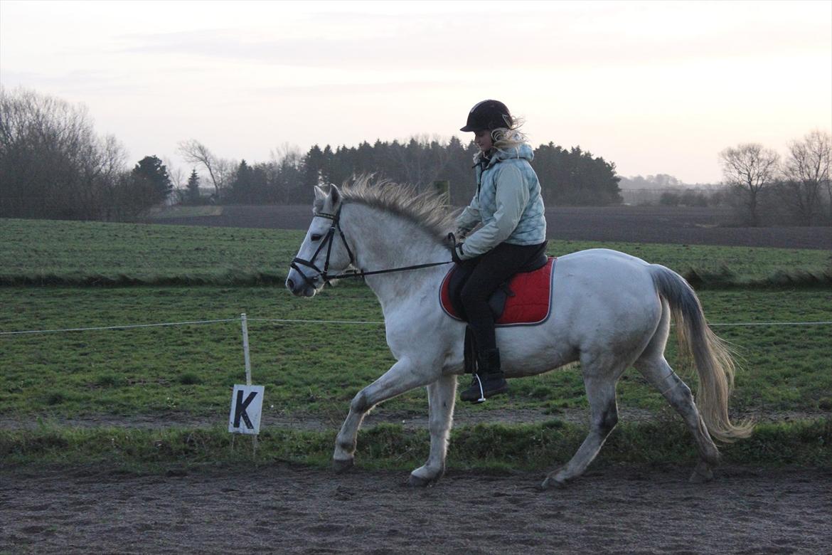 Tysk Sportspony Harry - Galop (: billede 13