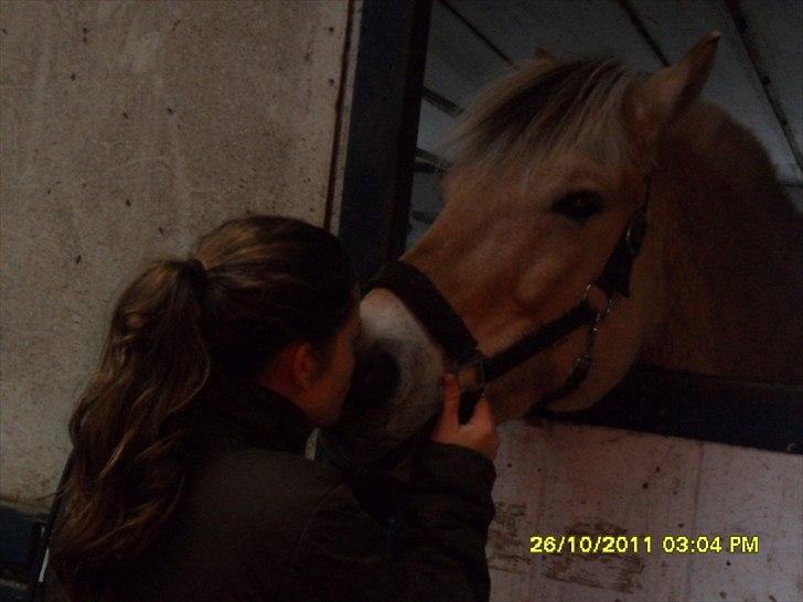 Fjordhest Jeppe  billede 18