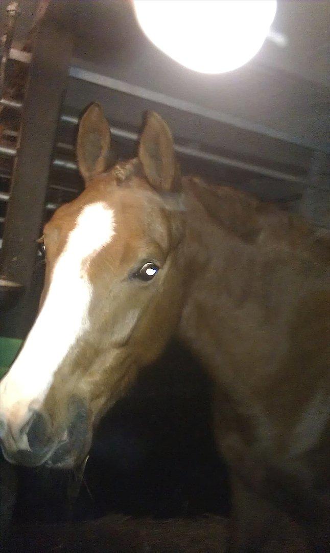 Anden særlig race Ødipus billede 6