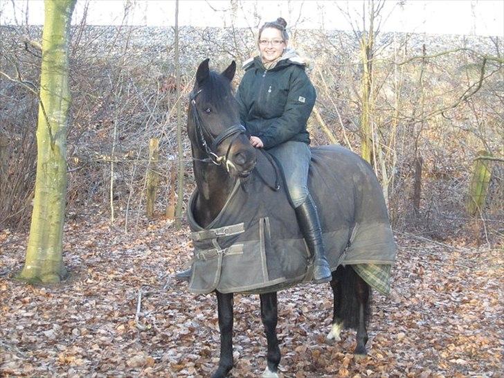 New Forest Hamborgs dahlia - Naturbillede 2011.  billede 8