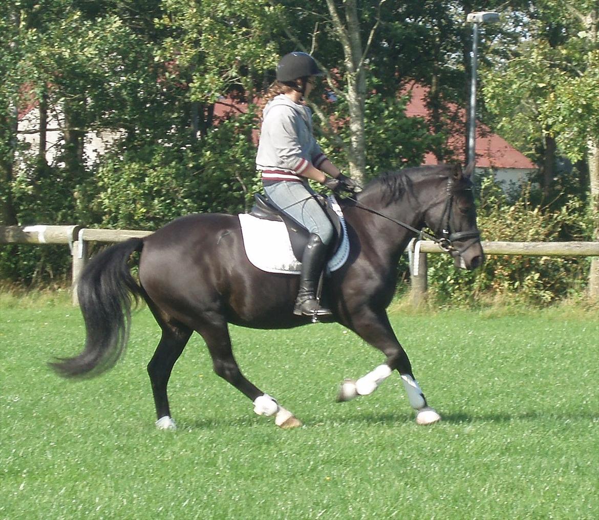 New Forest Hamborgs dahlia - Dressur på springbanen.  billede 13