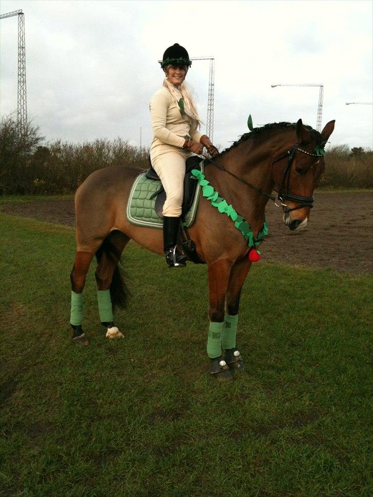 Dansk Varmblod Bakkegaardens Anemone - LA3 sponsorstævne. Eva og paradistræet billede 11